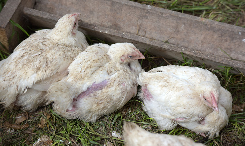 Chicken Parasites Mites and Lice Chicken Health Chickens Guide